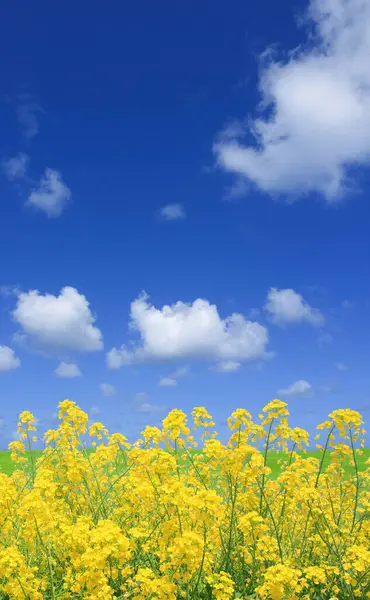 田舎の美しい黄色いラピーズフィールドと青い空 — ストック写真