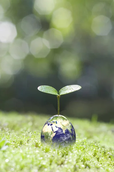 グリーンリーフと地球の白い背景 地球温暖化の概念 — ストック写真