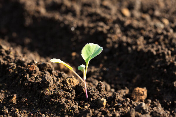 young green sprout in the ground, closeup.