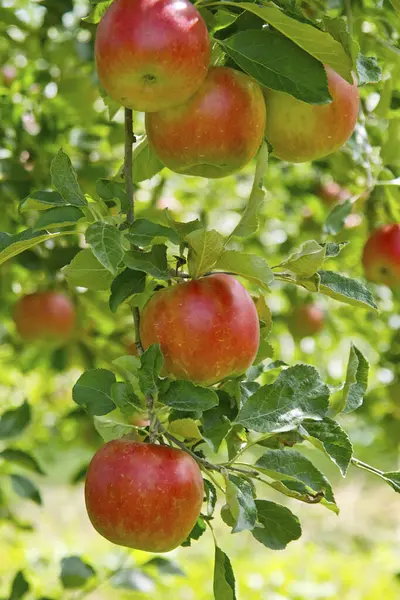 花园里的红苹果 — 图库照片