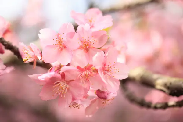 Bel Arbre Fleur Cerisier — Photo