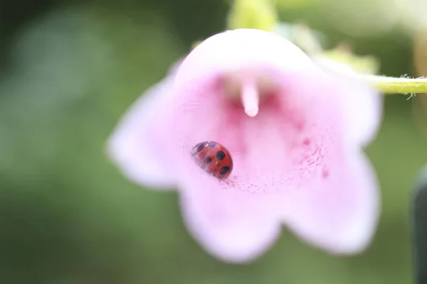 Ladybug Sitting Pink Flower — Stock Photo, Image