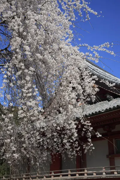 Cseresznyevirág Japánban — Stock Fotó