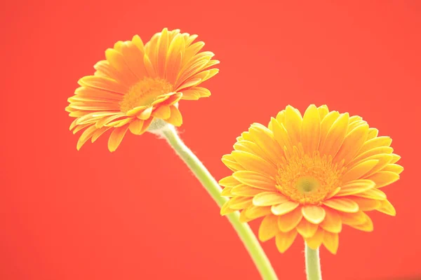 Gerbera Fiore Sfondo Arancione — Foto Stock