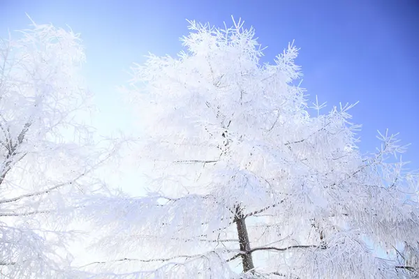 Prachtig Winterlandschap Hoge Bomen Onder Sneeuw — Stockfoto