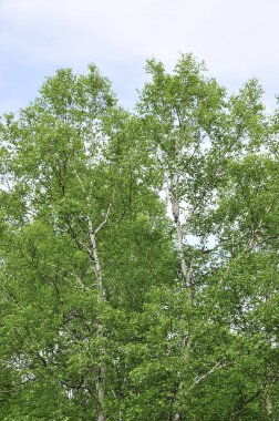 Ormanda yeşil ağaçlar