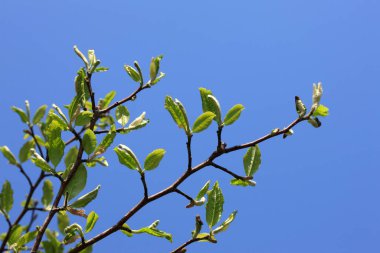 Mavi gökyüzünde yeşil ağaç yaprakları