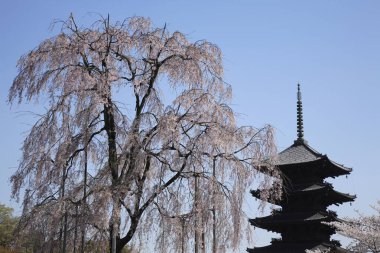 Japonya 'da kiraz çiçeği