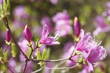 Bahçedeki çiçek açan manolya çiçeğine yakın.