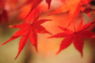 Ormanda kızıl sonbahar yaprakları