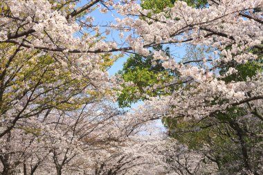 Bahçedeki güzel çiçekler