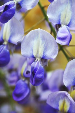 Bahçedeki güzel çiçekler