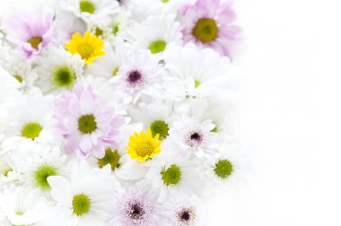 Bahçedeki güzel çiçekler