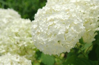 Bahçedeki güzel çiçekler