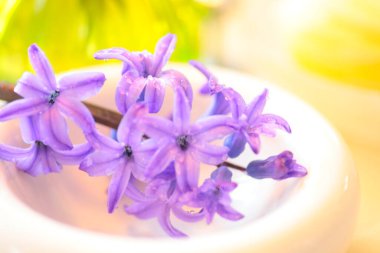 güzel çiçekler, görünümü kapatın