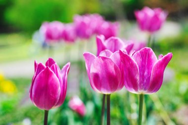 güzel çiçekler, görünümü kapatın