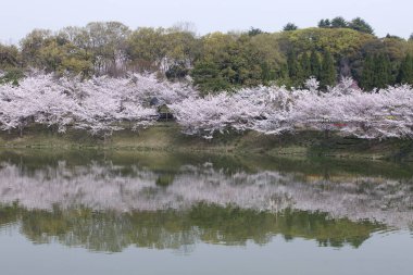 Kiraz ağaçlarıyla güzel bir manzara