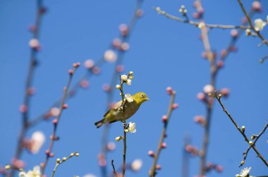 Sarı kiraz çiçekleri çiçek açtı, Japonya