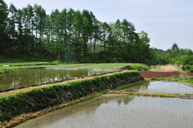 Japonya 'daki çeltik tarlası manzarası