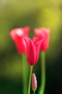 Bahçedeki güzel pembe lale çiçekleri