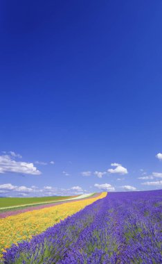 çiçek alan ve mavi gökyüzü bulutlu.