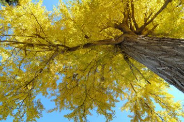 Sarı akçaağaç yaprakları mavi gökyüzüne karşı