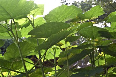 Güzel yeşil yaprakların yakın plan görüntüsü, doğal arka plan.       