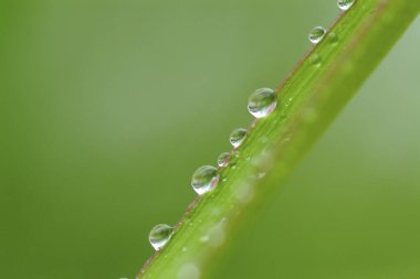 Sabah güzel yeşil yaprağın üzerindeki çiğ damlalarının yakın görüntüsü.            