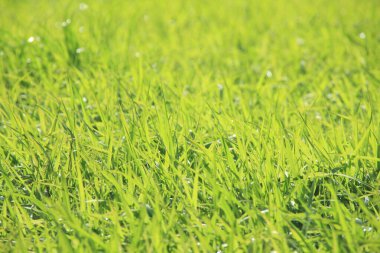 Bahçede taze çimenler