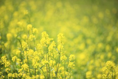 Güzel çiçekler, yakın manzara, yaz konsepti.