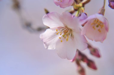 Bahçedeki güzel beyaz çiçekler. İlkbaharda kiraz çiçekleri, yakın plan. 