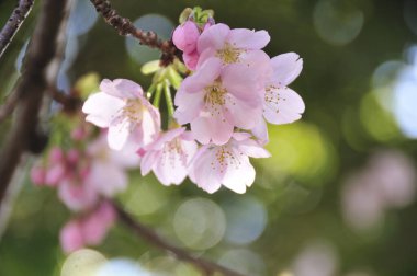 Bahçedeki güzel pembe çiçekler, baharda açan ağaçlar.
