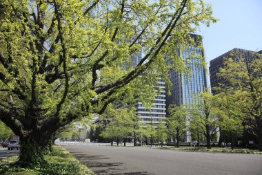 Gündüzleri gökdelenler ve ağaçlar