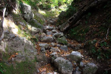 Ormanda yaprakları olan güzel bir taş.