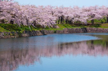 Japonya 'da Sakura çiçeği, nehrin yanında.