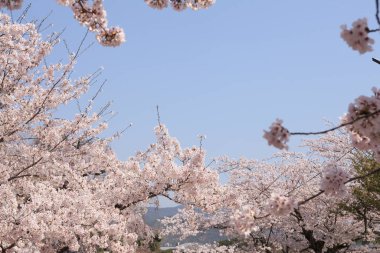 Bahçedeki güzel kiraz ağacı çiçeklerinin yakın plan görüntüsü.