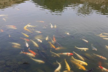 Gölette renkli koi balığı 