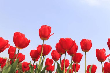 Bahçede büyüyen güzel kırmızı laleler