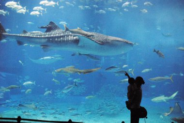 Anne ve çocuk akvaryumdaki büyük köpekbalığına bakıyor.