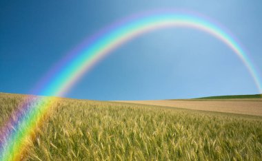 Gökkuşağı ve mavi gökyüzü olan altın buğday tarlası