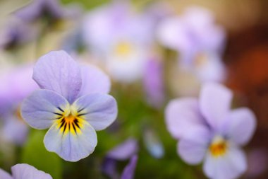 Bahar çiçeği, güzel doğa.