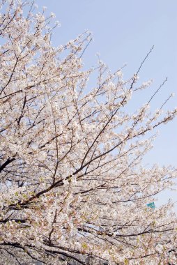 İlkbaharda kiraz çiçeği