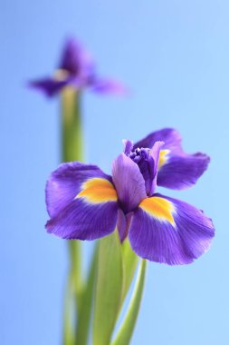İris ya da iris çiçeği ya da iris çiçeği, ya da çiçek bahçesindeki güzel çiçekler, çiçekler ya da