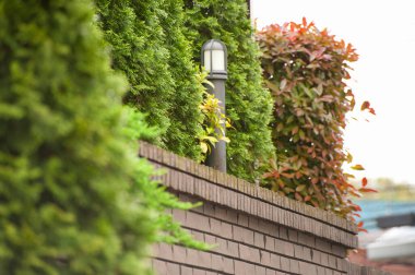 Şehirde güzel çalılar ve tuğlalar var. 