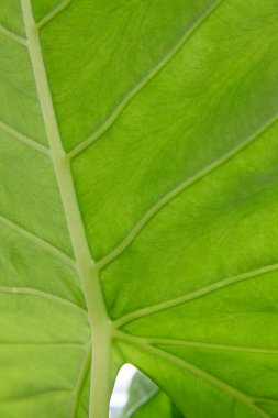 Yeşil yaprakları dokusuna yakın çekim