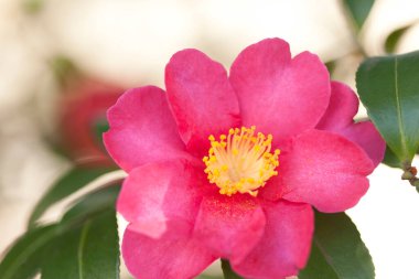 Bahçedeki güzel pembe çiçek. Kapat. 