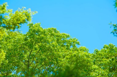 Güneş ışığında yeşil ağaçlar, mavi gökyüzü arkaplanı 