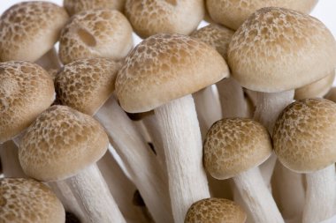 Ham mantar beyaz arka plan üzerinde izole yığını