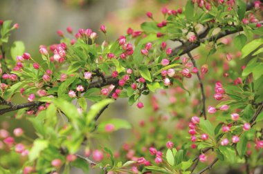 Bahçedeki güzel çiçekler