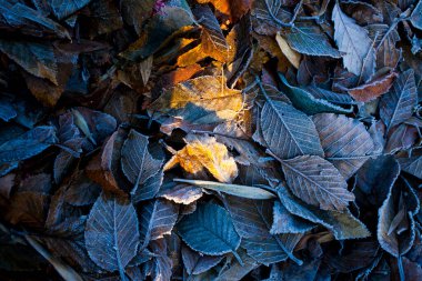 Sonbahar mevsiminde kuru yapraklar